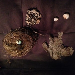 nests