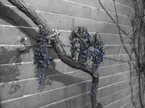 ColdSpringBLUEBerries_010115