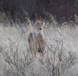 DeerColdSpring010115