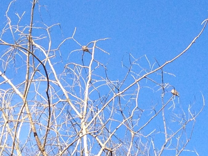 Mourning dove couple, next door neighbors to the blackbird.