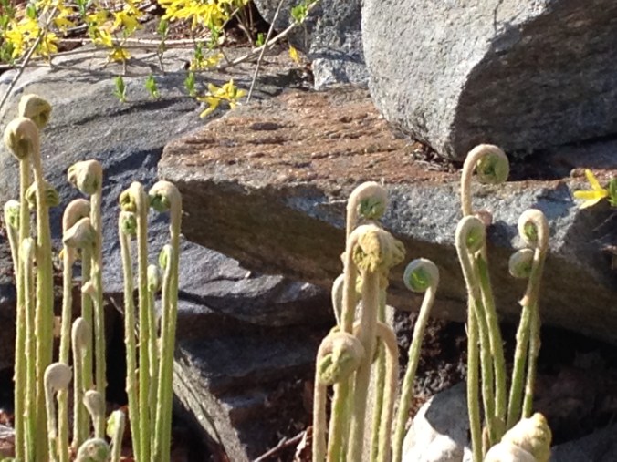 Can't swear that these are bona fide fiddleheads--they seemed awfully big to me.