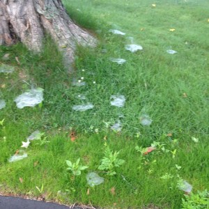 I count at least 19 funnel-shaped webs in this small patch of lawn
