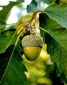Chestnut Oak acorn, courtesy of U of Kentucky's Department of Agriculture page