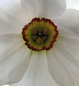 Poet's Daffodil, from Klasse im Garten on Flickr