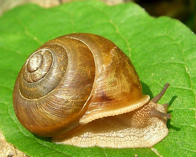 Snail from Flickr