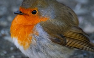 Courtesy of Andy Rothwell on Flickr