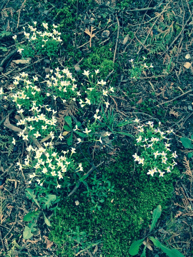 small white flowers