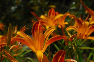 Day lillies from Flickr