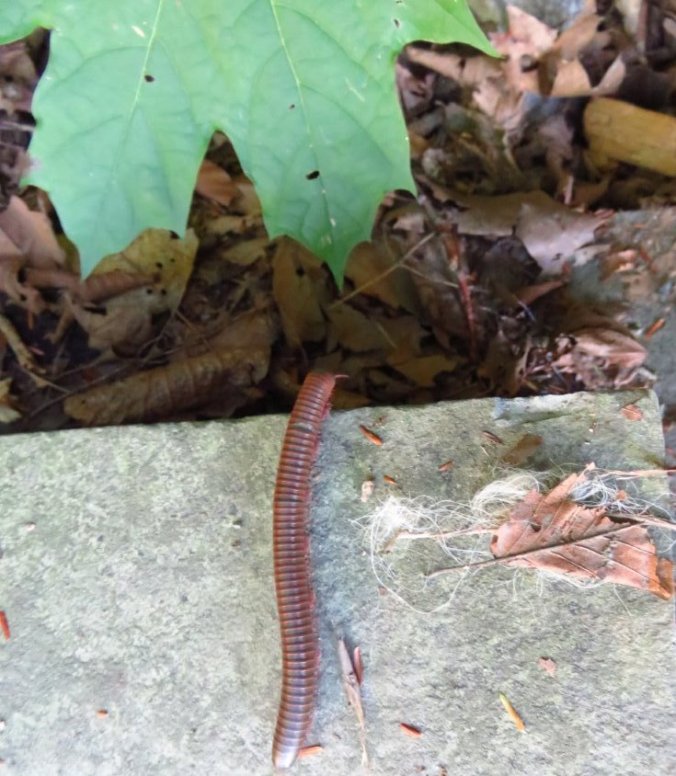 millipede