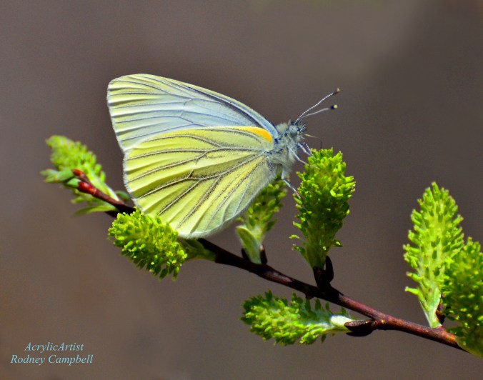Butterfly on spicebush, image courtesy of Rodney Campbell on Flickr
