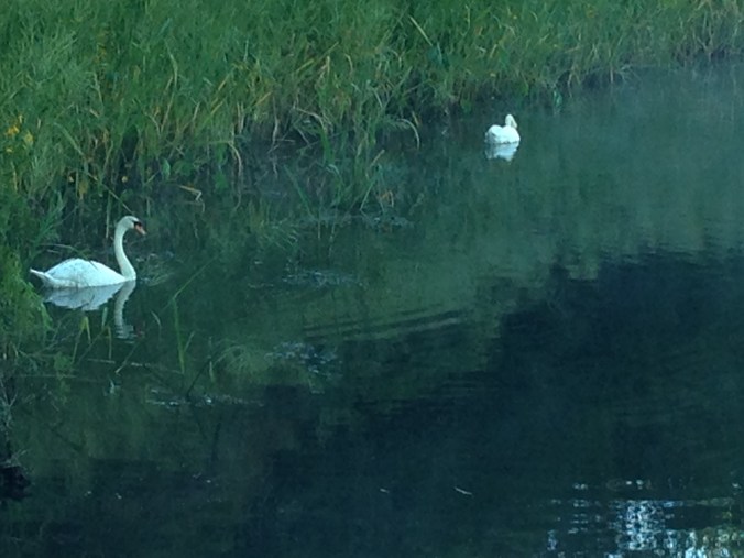 Pratt Cove swans graced the start of my walk 