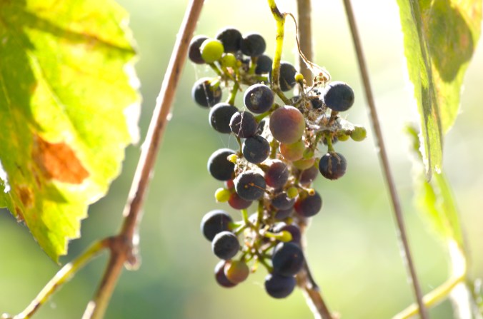wild-grapes-flickr-cavinder