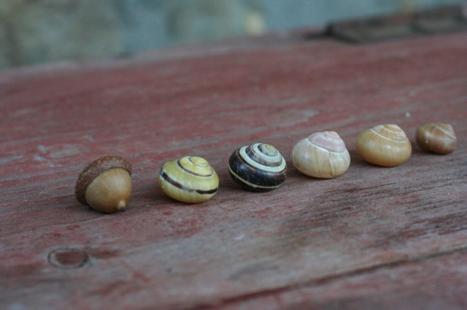 acorn and snail shells semiplume Flickr.jpg