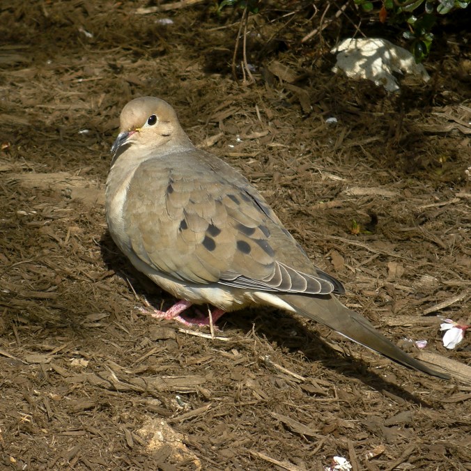 mourning dove flicker 2.jpg
