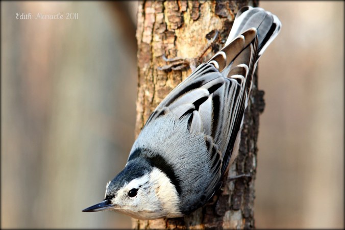 nuthatch-from-flickr