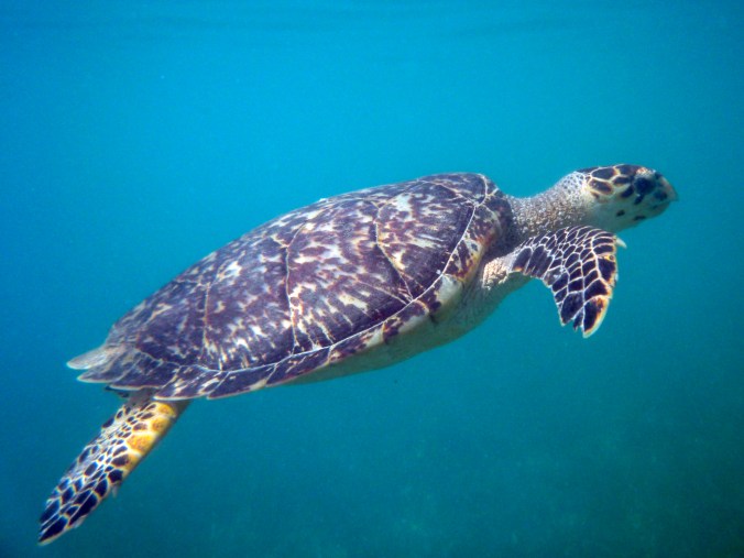 Sea Turtle norman walsh flickr.jpg