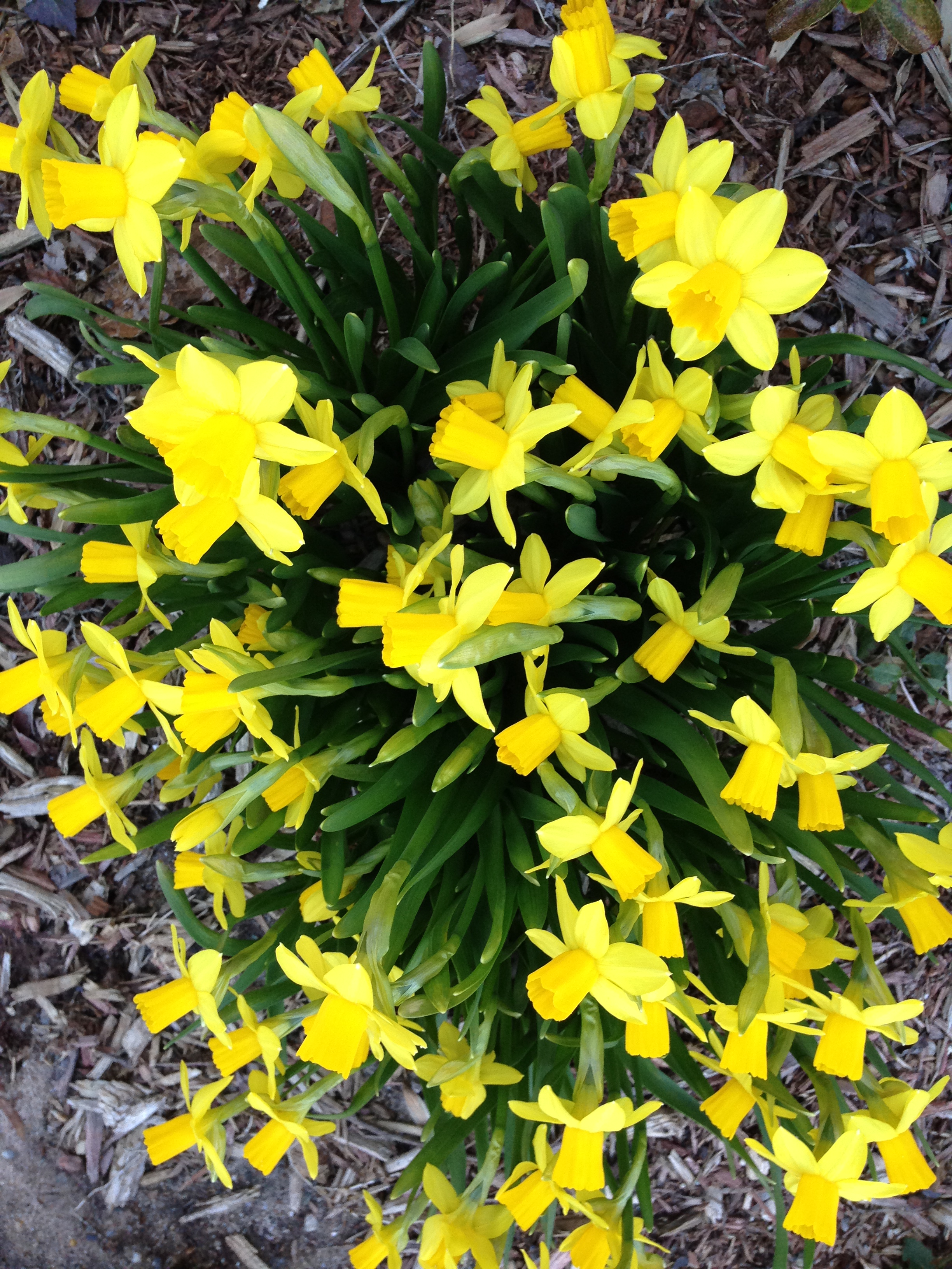 Daffodils at Aaron Manor.JPG
