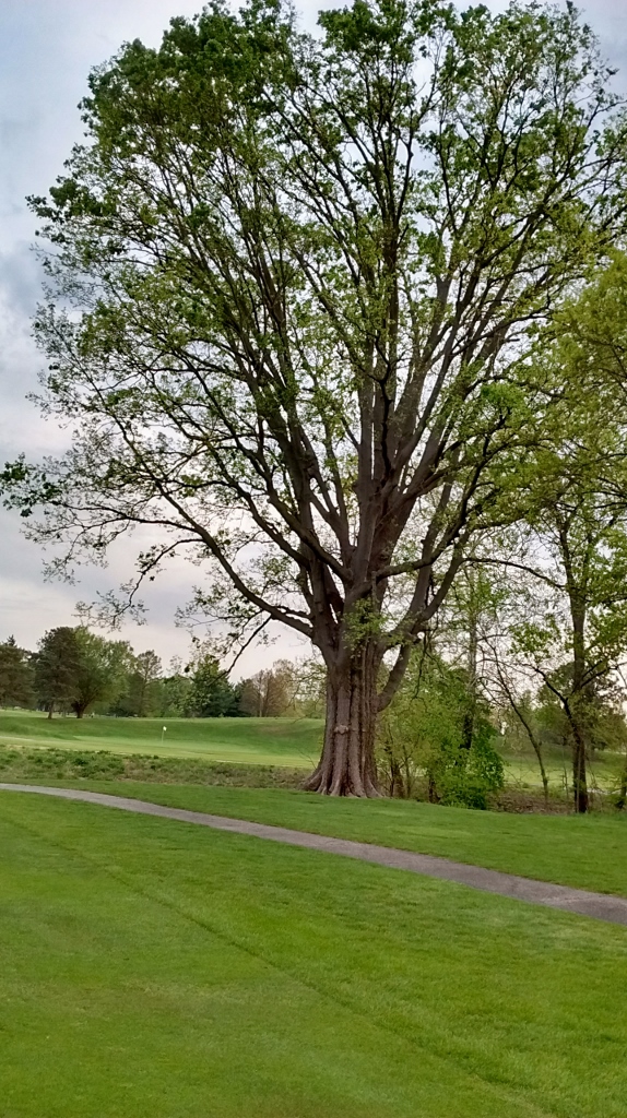 IMG_20170426_072411598_HDR (574x1024)