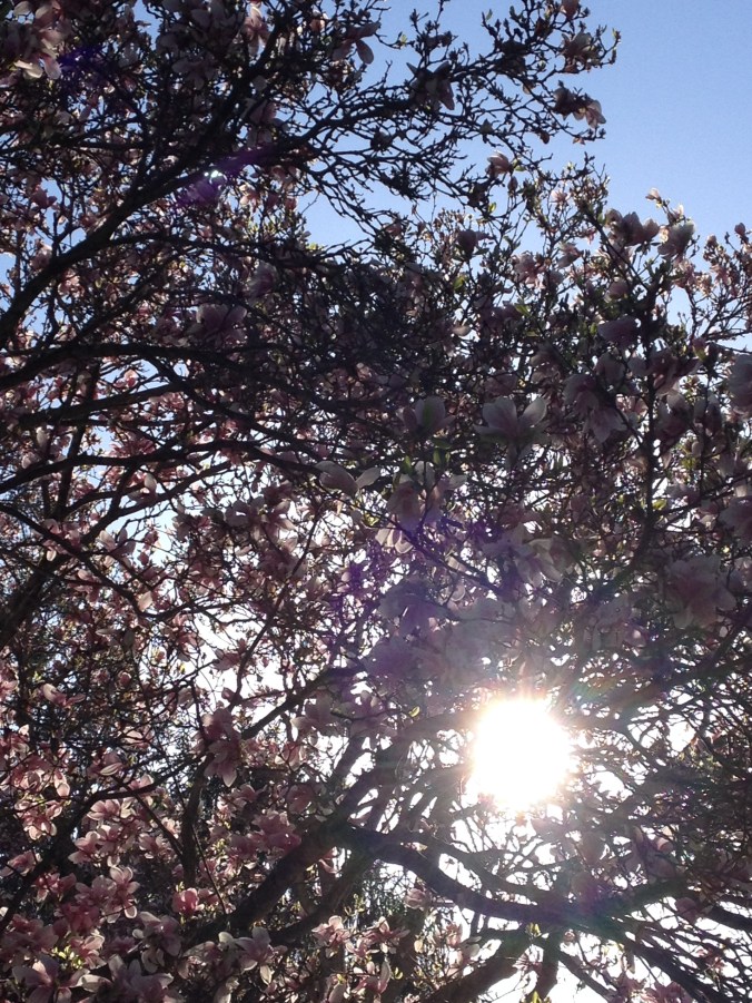 light in the trees.jpg