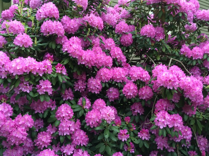 Photo May 28, 6 28 29 AM