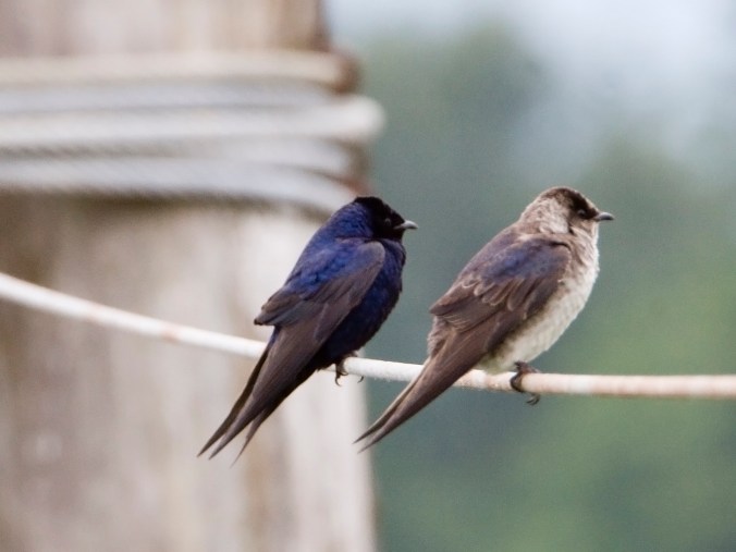 purplemartin by Rich Leche.jpg