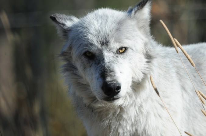 Wolf at Yellowstone Michael McCarthy.jpg