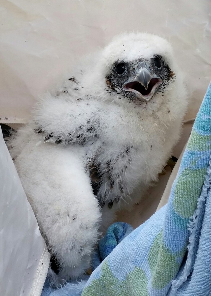 Anna Hesser peregrine banding