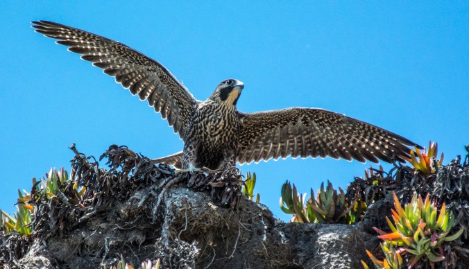 Peregrine stretching by Jeffrey Kirkhart