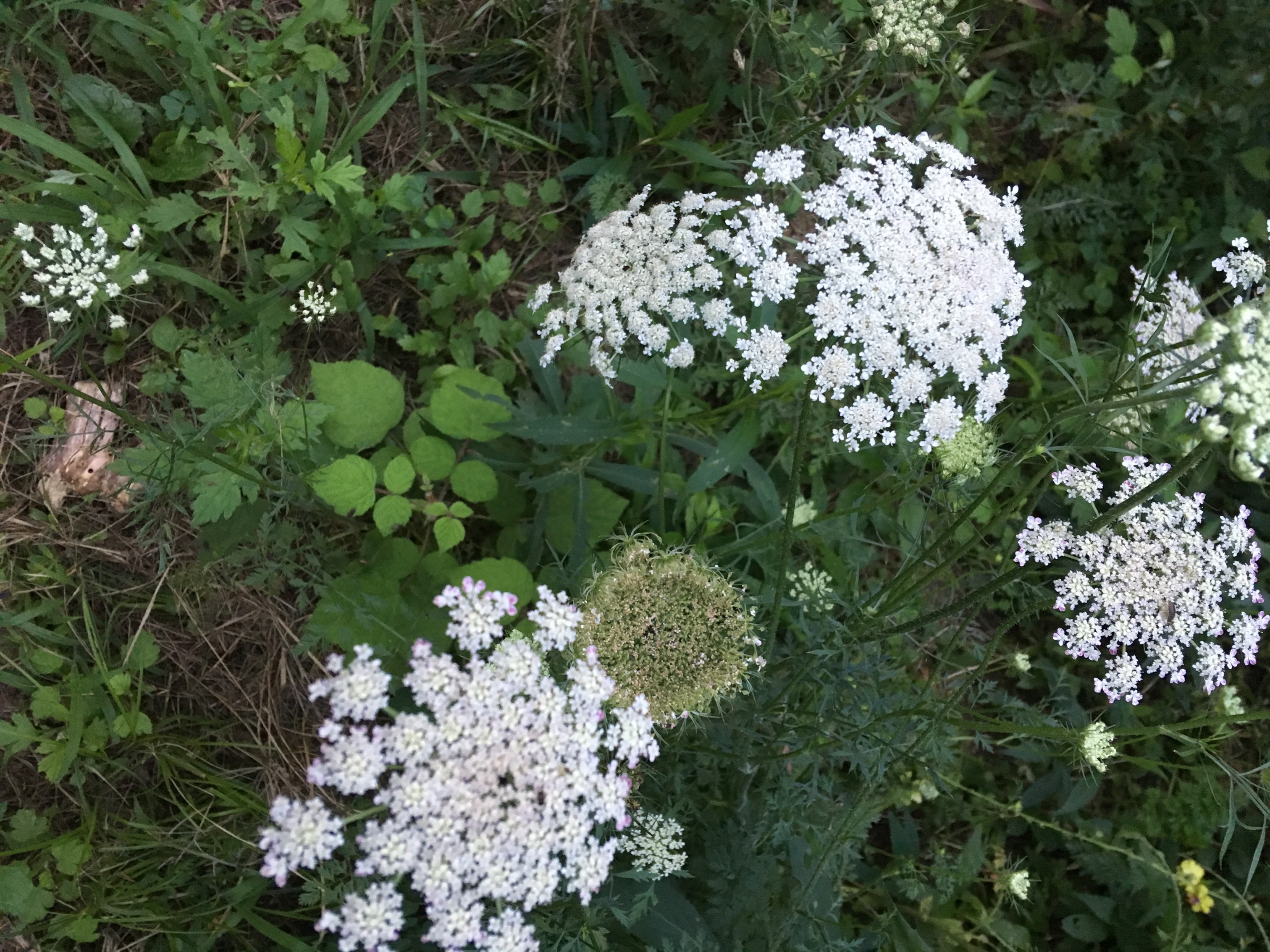 lace open and closed.JPG