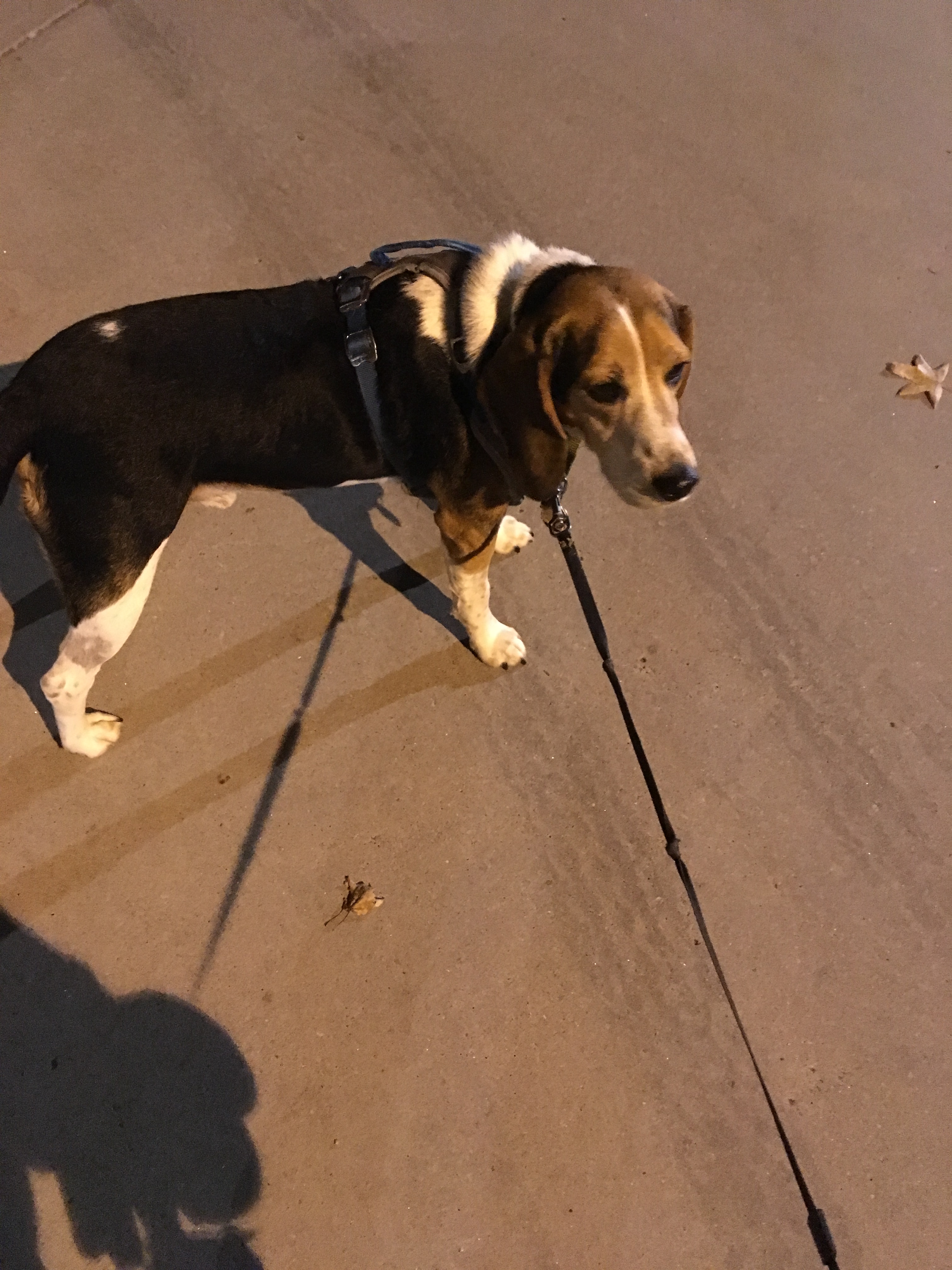 Buddy in lamplight predawn.JPG