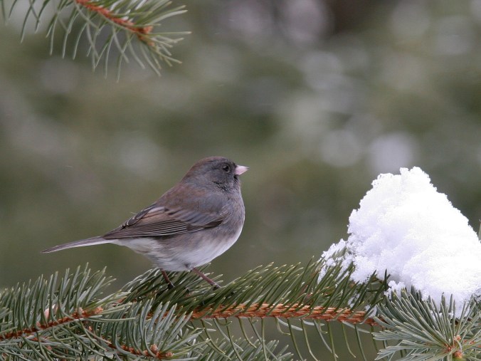Juncos Dawn Huczek on Flicr