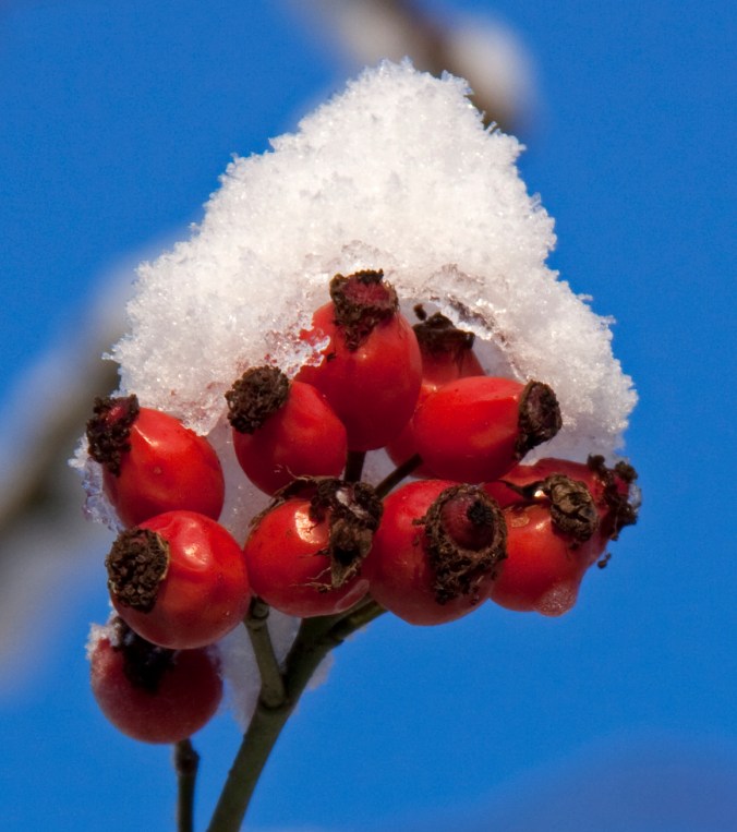 rose hips snow Hisgett