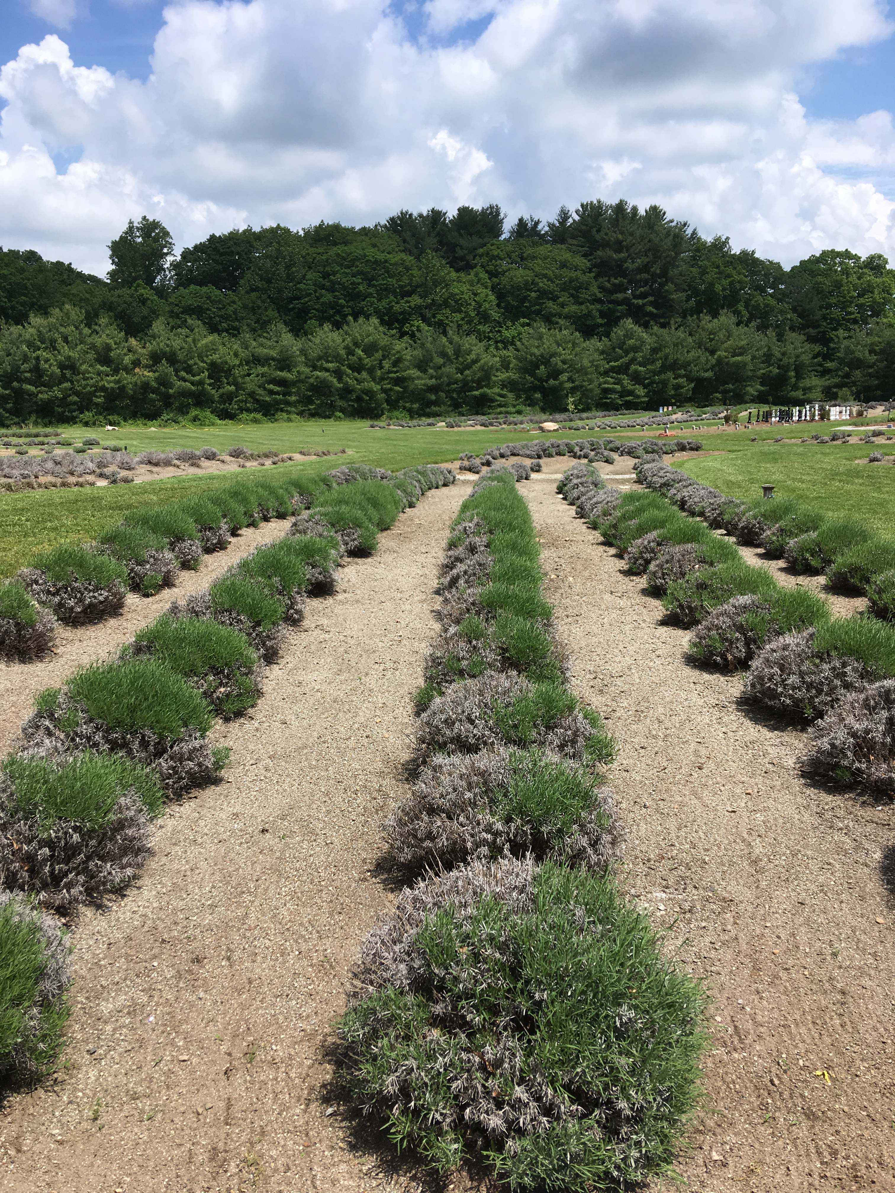 lavender fields.JPG