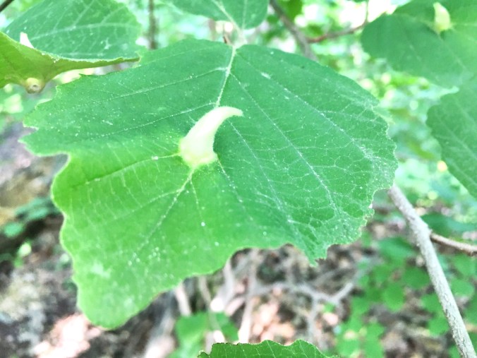 witch hazel leaf gall Danielle Flickr.jpg