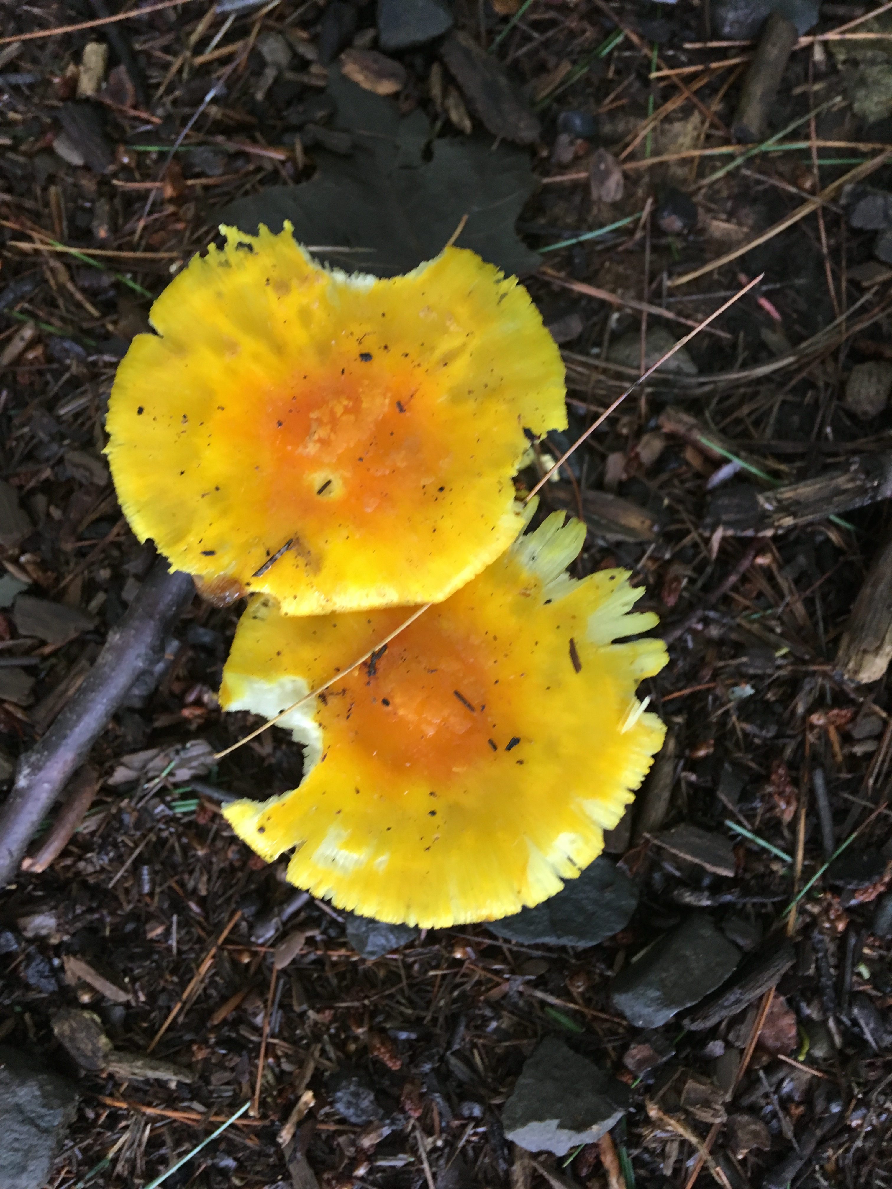 fried egg mushrooms (not sure of ID).JPG