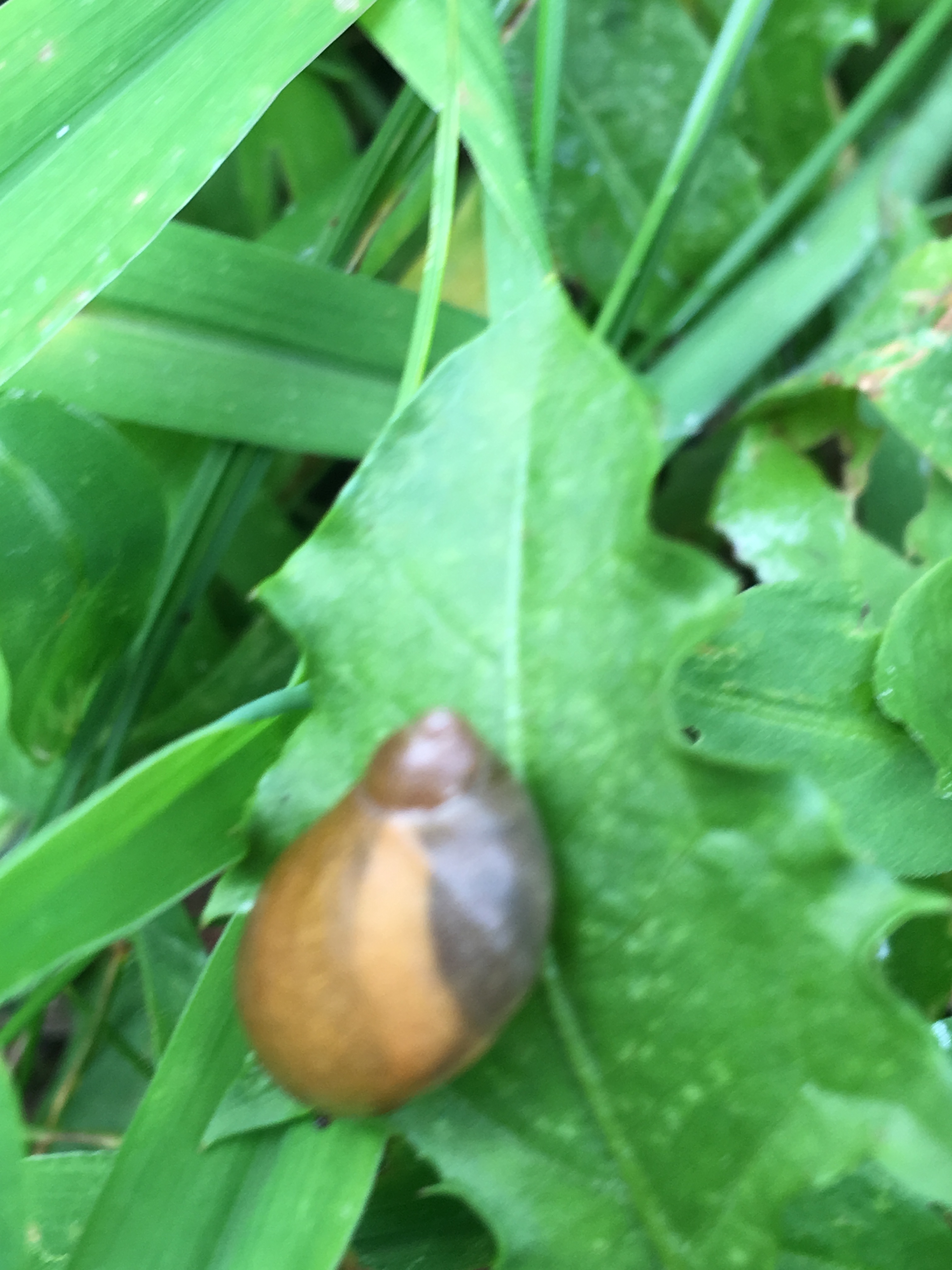 land snail 2.JPG