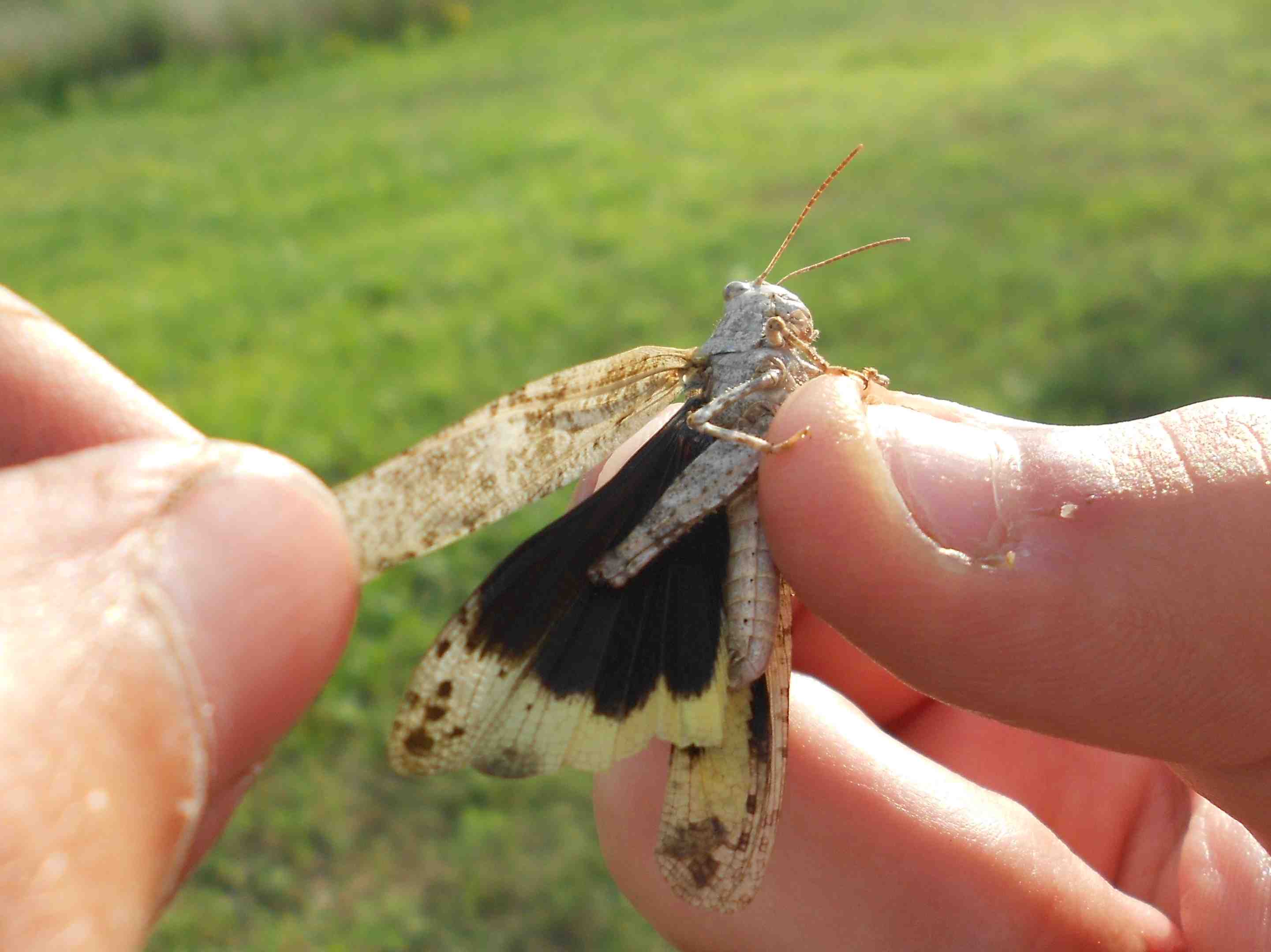 carolina locust sarah fuller (permission via linkedin)
