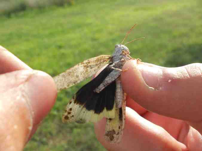 carolina locust sarah fuller (permission via linkedin)