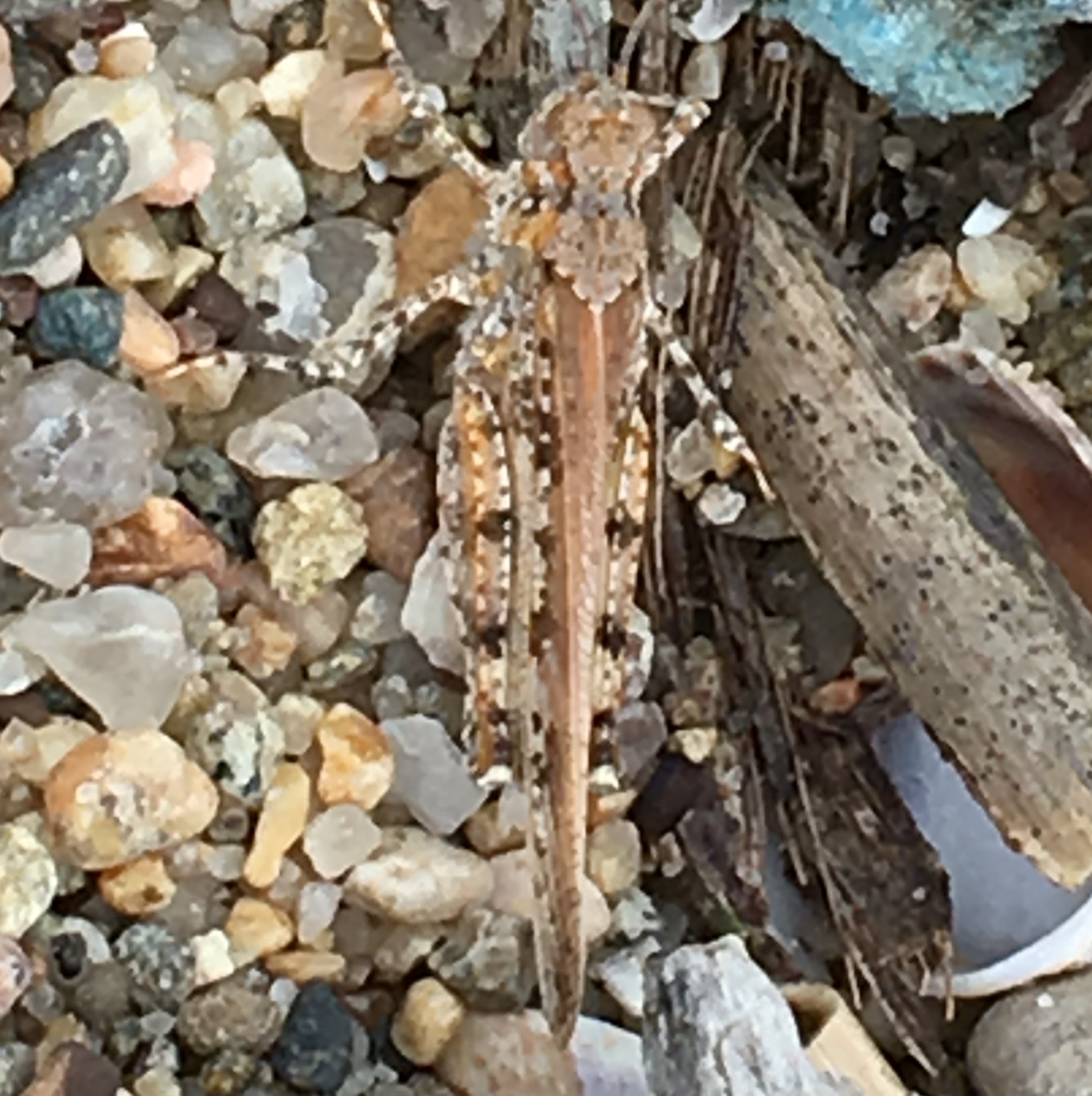 locust (Mercy) cropped