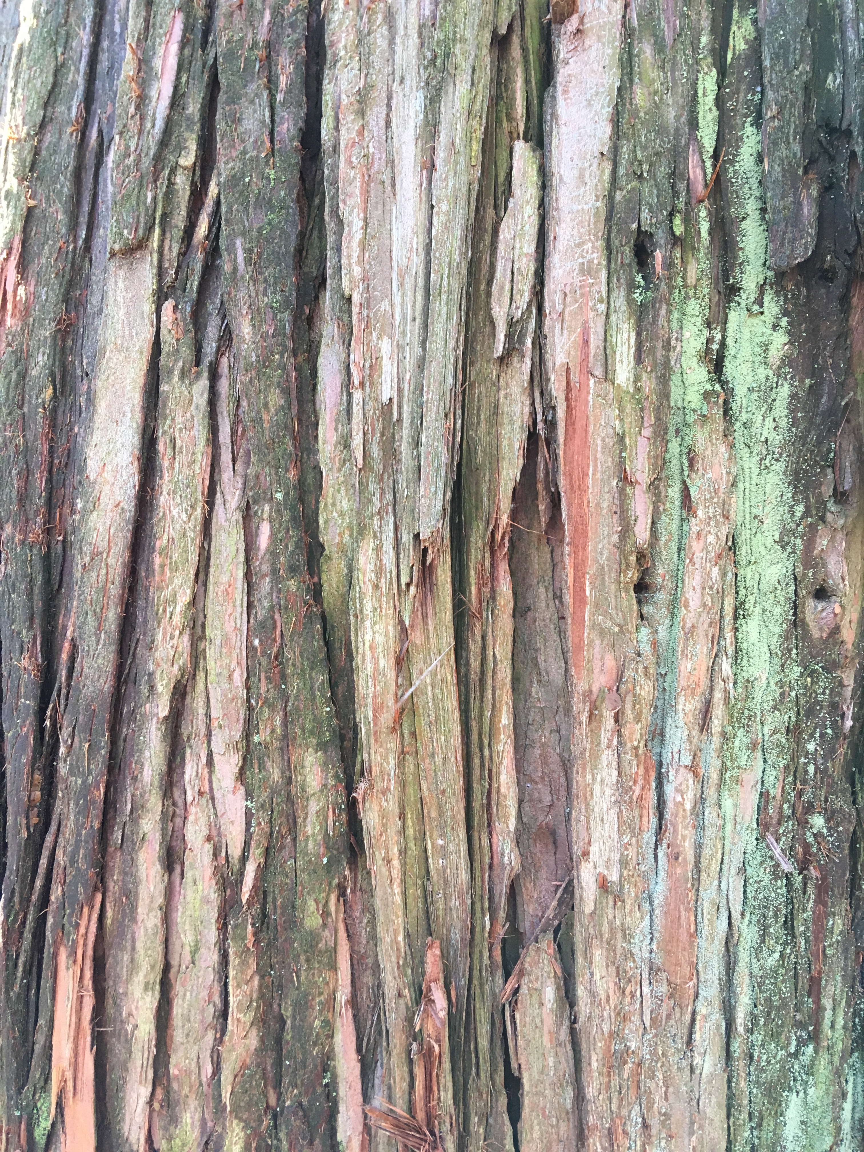 bark